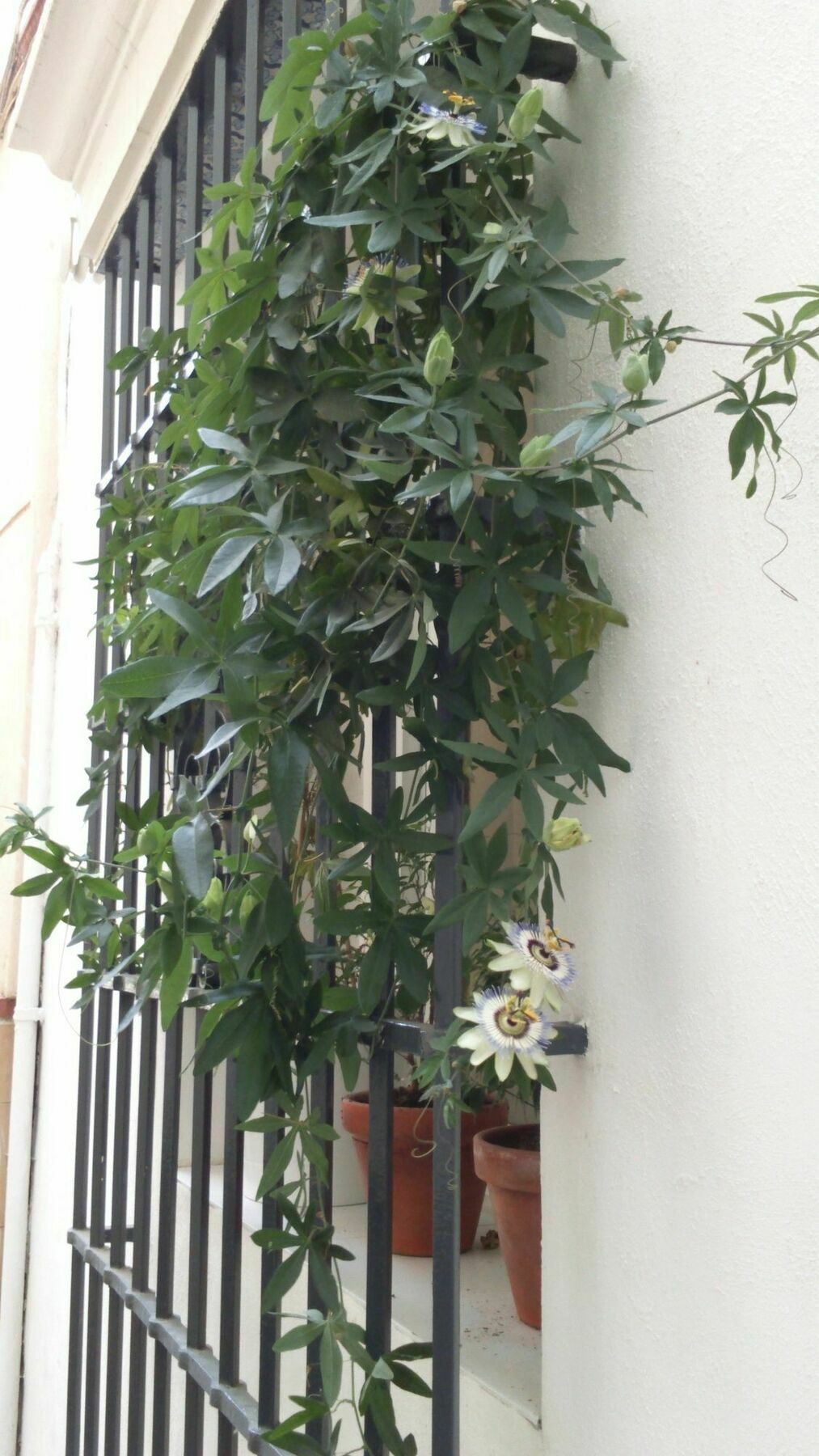 La Via Mezquita Ξενοδοχείο Σεβίλλη Εξωτερικό φωτογραφία
